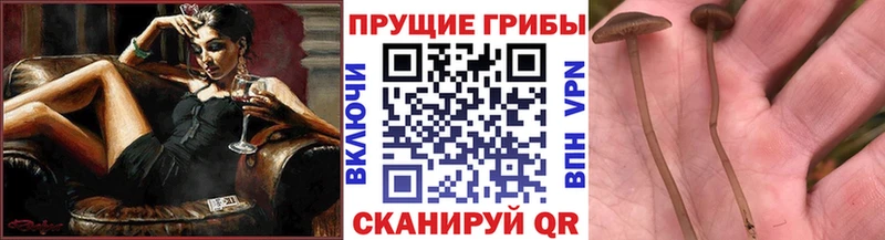 Галлюциногенные грибы Cubensis  Спасск-Дальний 